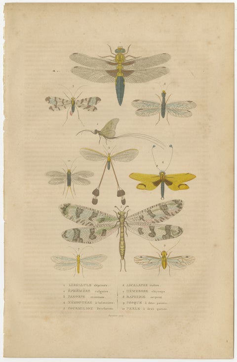 A Study of Winged Insects: An Entomological Collection from the 18th Century