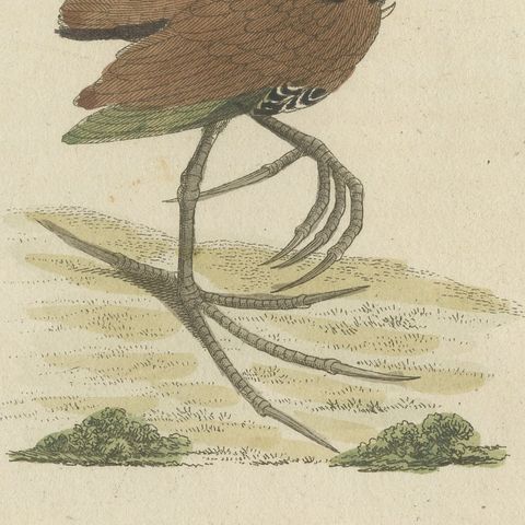 Jacanas and Wading Birds with Long Toes, Antique Bertuch Print, circa 1805, close-up 4