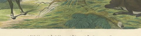 Antique Deer Print with Elk, Reindeer and Red Deer Stag, Kolb, circa 1890, close-up 2