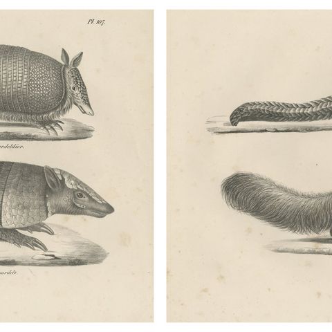 Antique Armadillo, Pangolin & Anteater Lithographs, Brodtmann c.1830, close-up 6