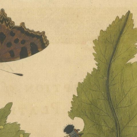Butterfly, Caterpillar & Chrysalis on Leaves, Albin Hand-Colored Engraving 1720, close-up 4