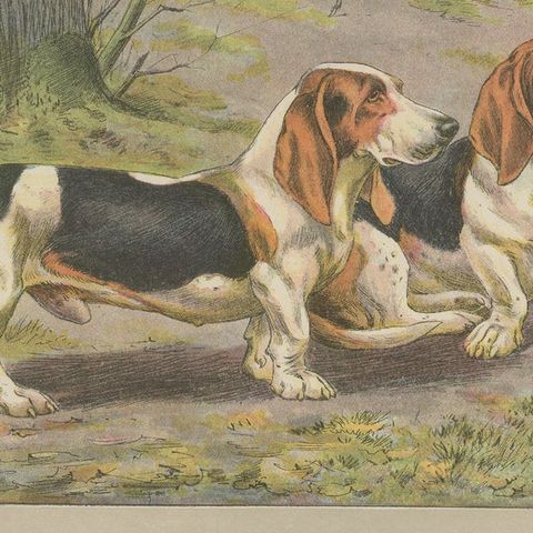 Antique Dog Print of the Basset Hound, close-up 2