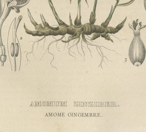 Exotic Botanicals Unveiled: The Ginger Plant in Art and Science, 1845, close-up 1