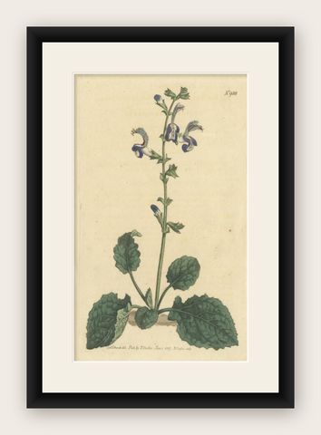 Antique Botany Print of Plectranthus Barbatus by Curtis, 1807, shown framed