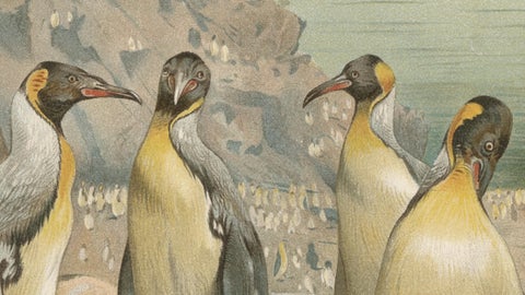 Antique Penguin Print Giant Penguins Coastal Scene Chromolithograph c.1895, close-up 3