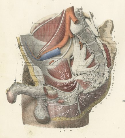 Nerves of the Male Pelvis, Antique Hirschfeld Anatomy Print, 1866, view 3