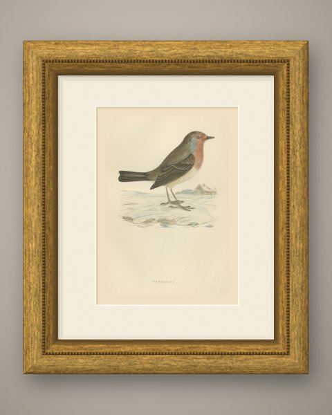 Robin Redbreast in Winter Snow by a Thatched Cottage, Morris, 1896, shown framed