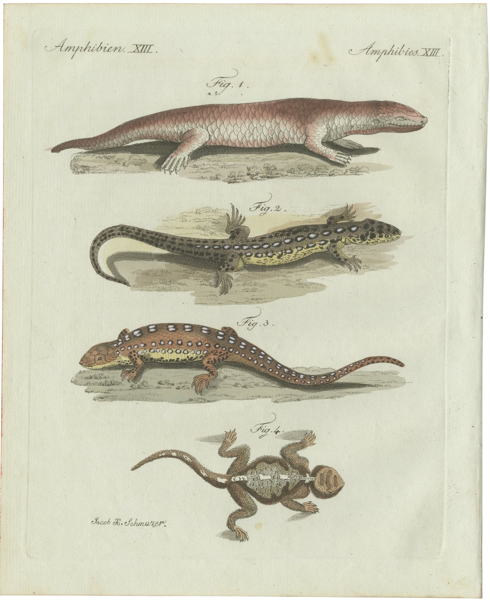 Original Antique Print of Four Exotic Lizards by Bertuch, 1802