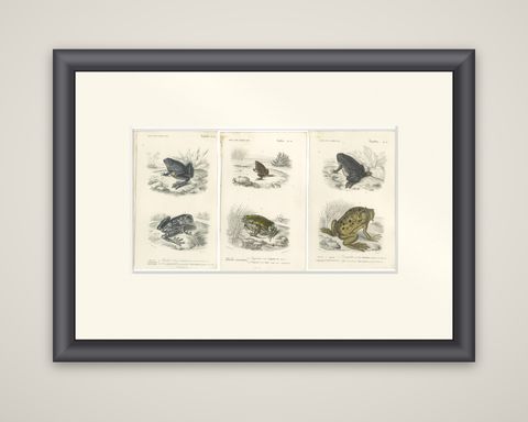 Set of 3 Antique Prints of Frogs and Toads, shown framed