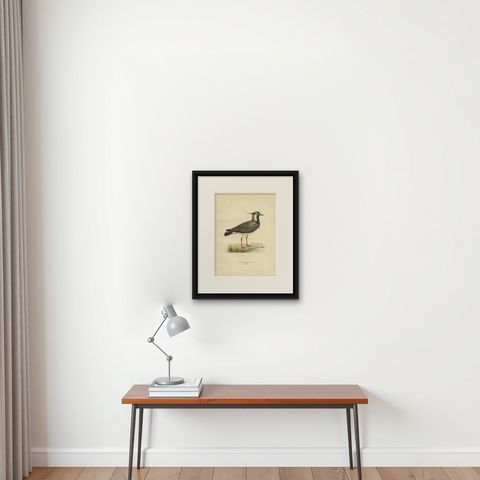 Antique Bird Print of the Northern Lapwing 'Male' by Von Wright, 1929, shown framed on a wall