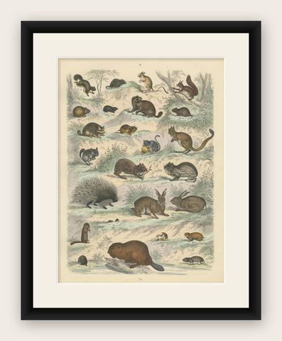 Rodents & Small Mammals Print: Beaver, Squirrel, Porcupine, Antique 1867, shown framed