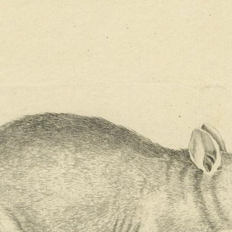 Antique Zoological Engraving of a Rodent, D.R. Nitschmann & J. Nußbiegel, c.1800, close-up 6