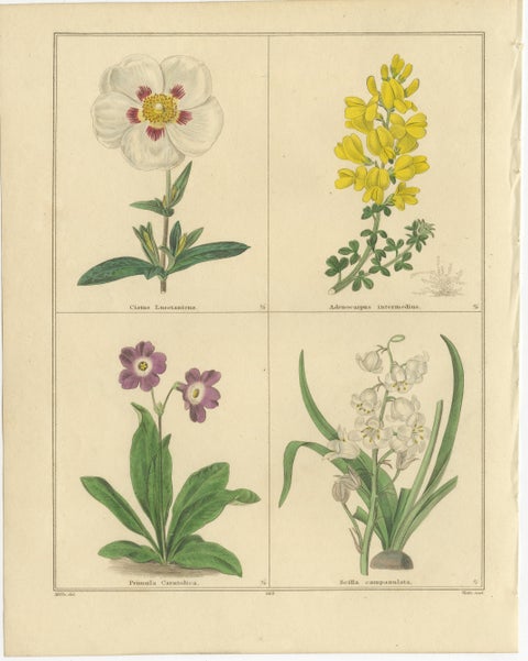 Antique Floral Engravings by B. Maund from The Botanic Garden 1836, view 2