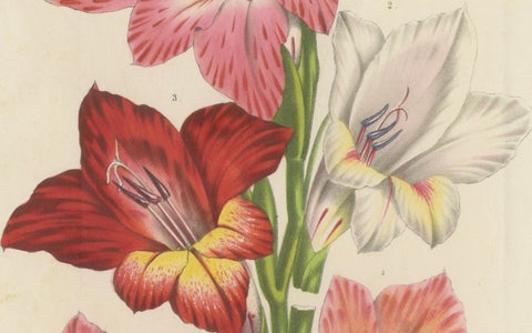 Vibrant Blooms of Sword Lily: Gladiolus Gandavensis Botanical Illustration, 1855, close-up 2