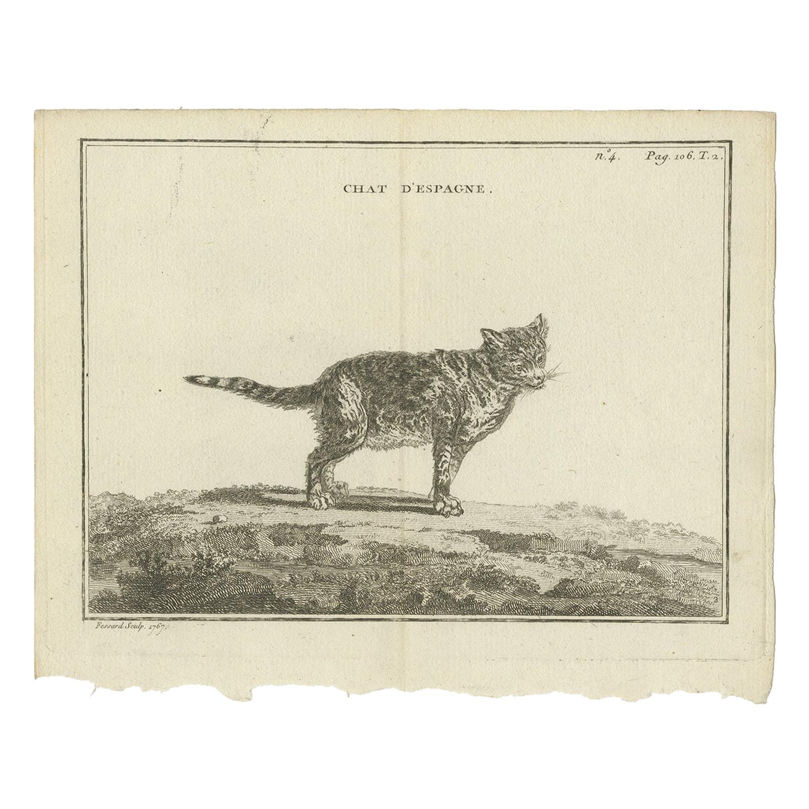 Antique Print of a Calico Cat by Fessard, 1819