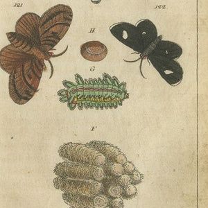 Set of 3 Antique Butterfly Prints Also Showing Caterpillars and Pupae, 1810, close-up 1