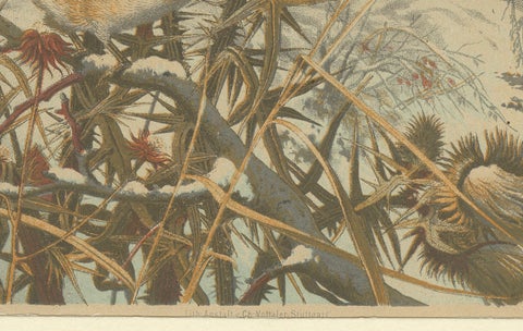 European Goldfinches in Winter: An 1879 Lithograph, close-up 1