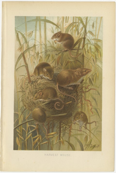 Harvest Mouse, Antique Natural History Chromolithograph, 1894