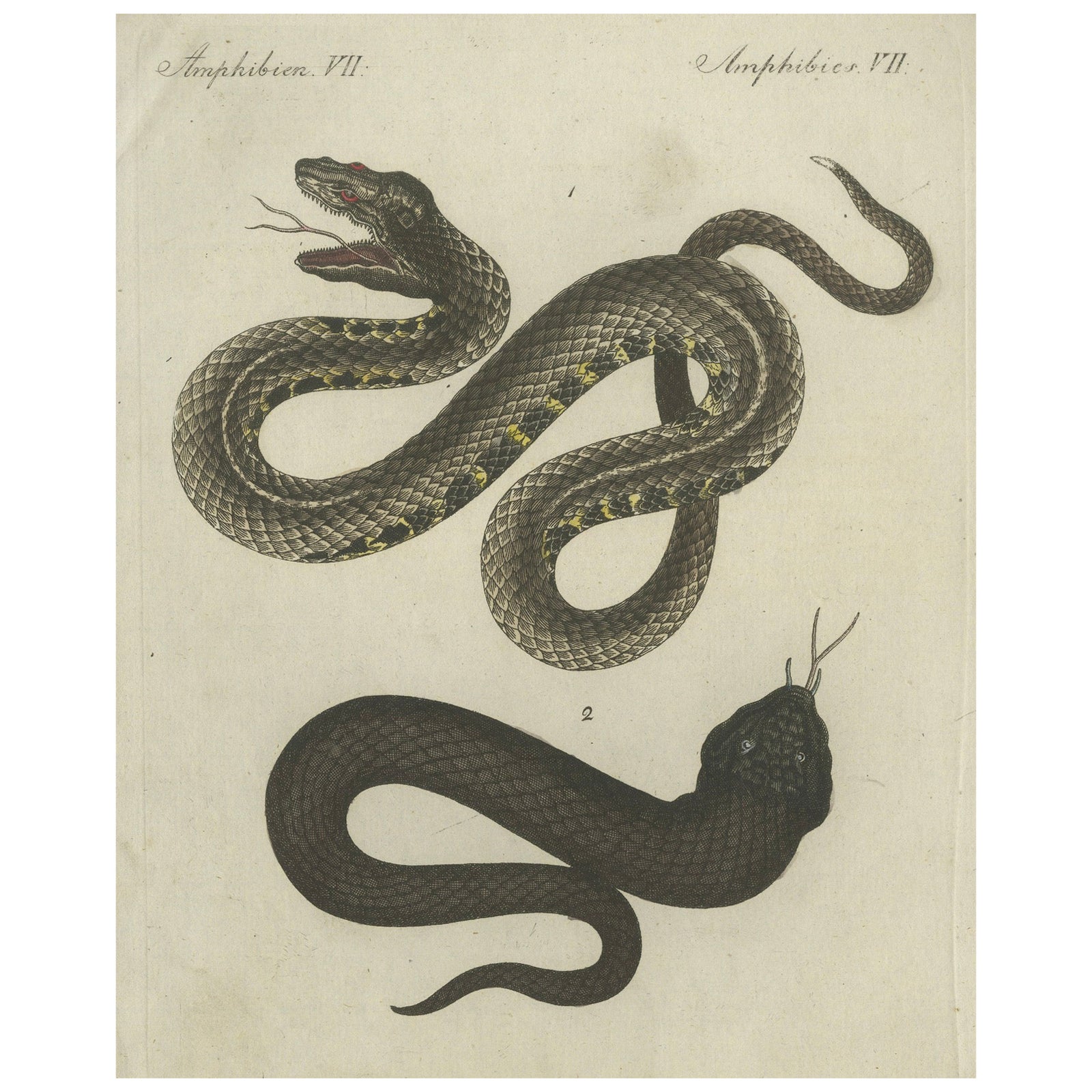 Antique Handcolored Engraving of Snakes, c.1800