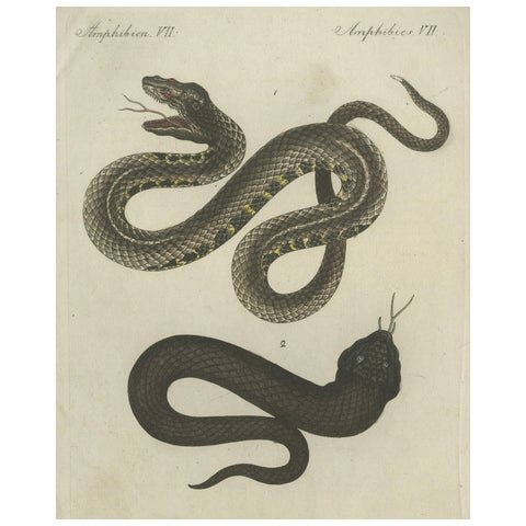 Antique Handcolored Engraving of Snakes, c.1800