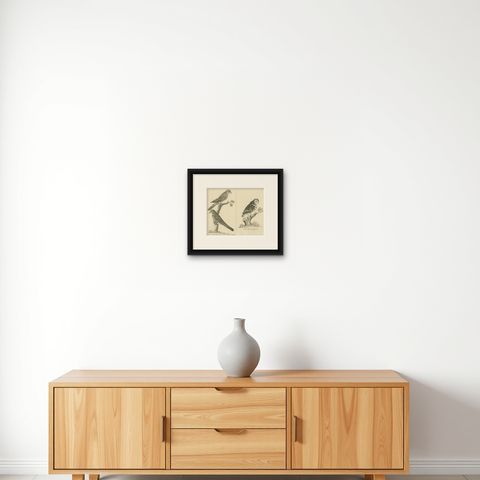 Antique Engraving of Cuckoo & Little Owl, Cuculus canorus & Strix passerina 1800, shown framed on a wall