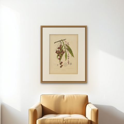 Original Antique Winged Lychee Botanical Print by Hoola van Nooten, 1880, shown framed on a wall