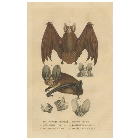 1845 Handcolored Bat Engraving: A Study of Chiroptera Diversity