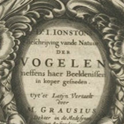 Antique Frontispiece of Birds and Putti by Merian, 1660, close-up 2