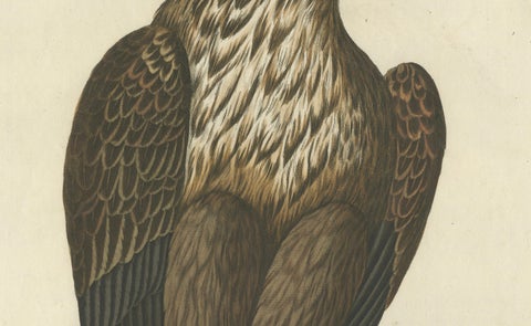 The Young Bald Eagle, Antique Dutch Ornithological Engraving, 1770s, close-up 4