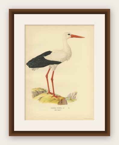 Original Antique Bird Print of the White Stork, '1929', shown framed