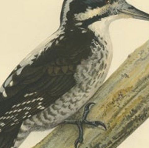 Antique Bird Print of the Male Eurasian Three-Toed Woodpecker by Von Wright, close-up 2
