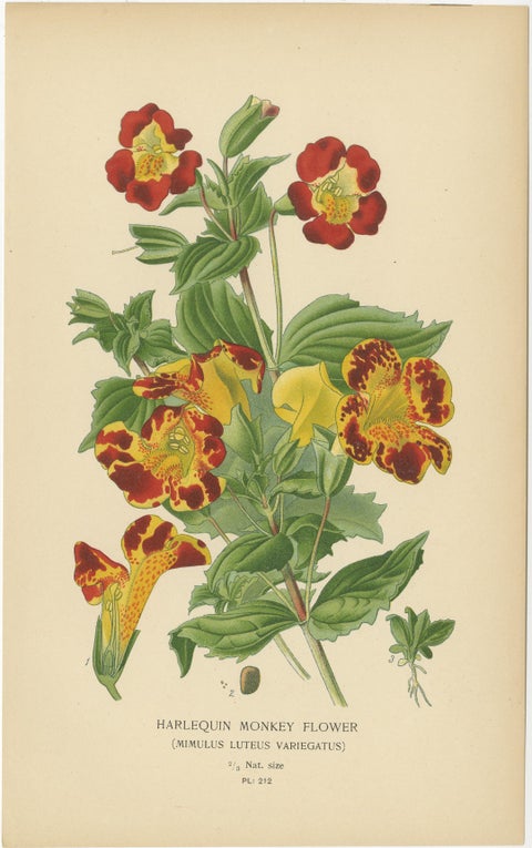 Victorian Garden Gems: Exotic Flowers from 1896-97 Illustrated Series, view 4
