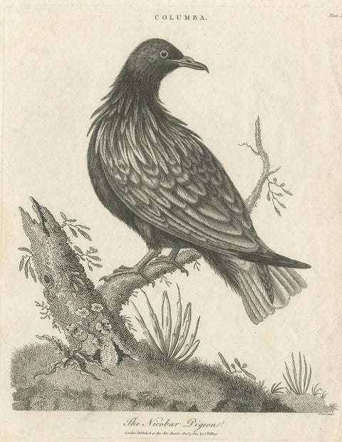 Antique Bird Print of the Nicobar Pigeon by Wilkes, 1801, view 4