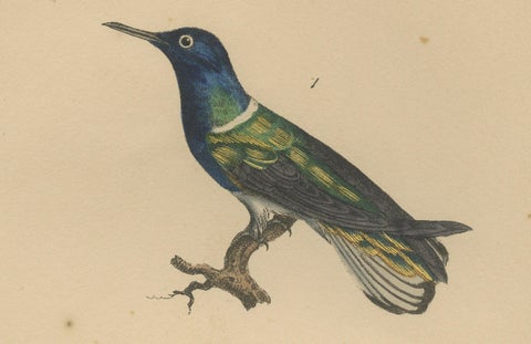 Antique Hand-Coloured Hummingbird Engraving with Gold Highlights, c.1835, close-up 2