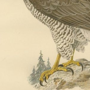 Scandinavian Woodland Hawks Triptych, Svenska Fåglar Lithographs, Sweden 1929, close-up 1