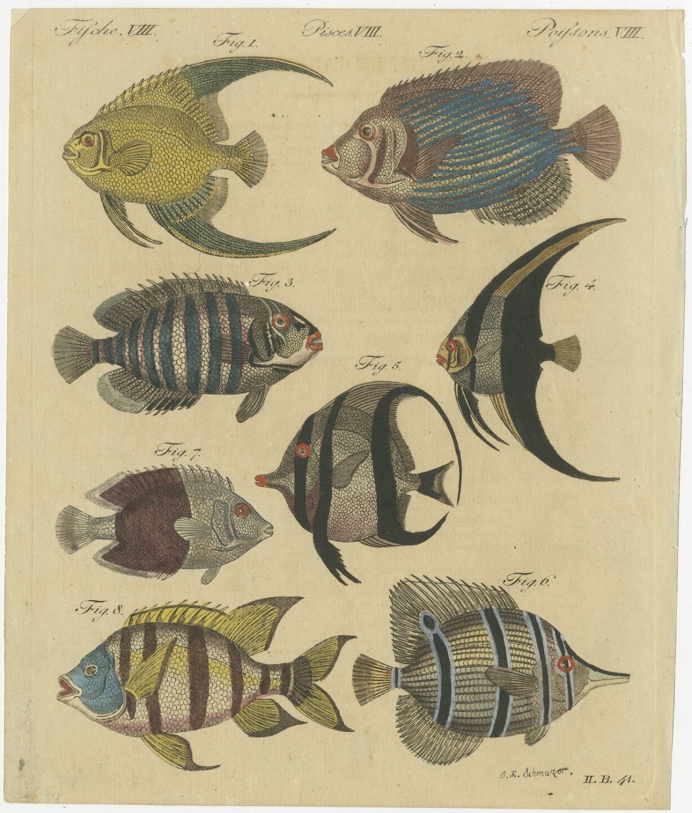 Angelfish, Butterflyfish and Moorish Idol, Antique Bertuch Print, circa 1805