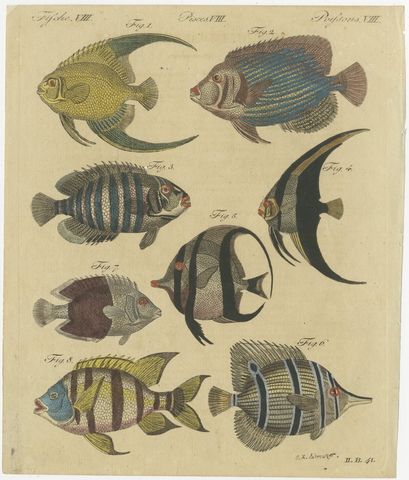 Angelfish, Butterflyfish and Moorish Idol, Antique Bertuch Print, circa 1805