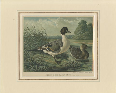 Elegant 1880 Lithographs of Ducks: White-headed Duck and Northern Pintail, view 3