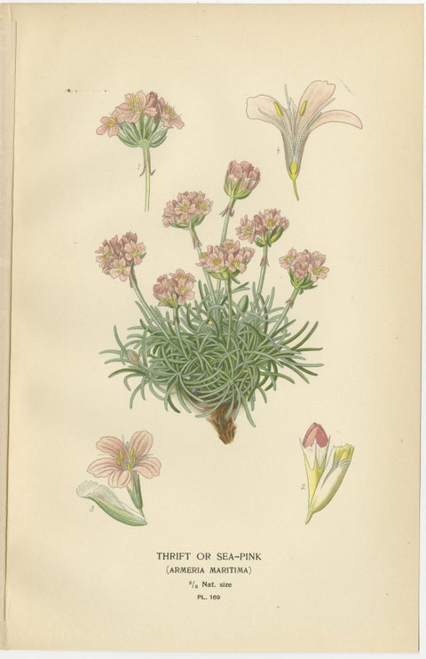 1897 Original Antique Botanical Prints, Sea-Pink, Ceratostigma, and Primrose, view 2