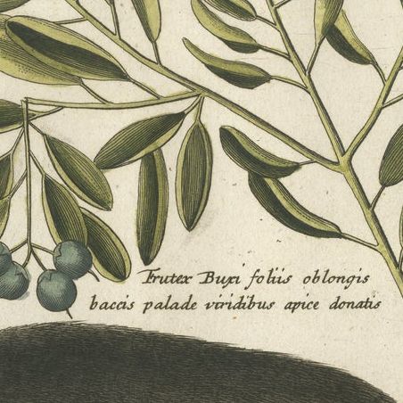 Engraving of the Small Brown and White Duck with Botanical Detail, circa 1770, close-up 6