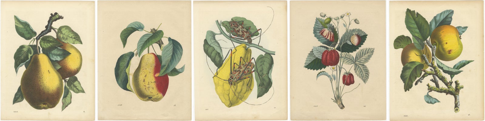 Antique Fruit Prints, Pears, Strawberry, Apple with Insects, circa 1850