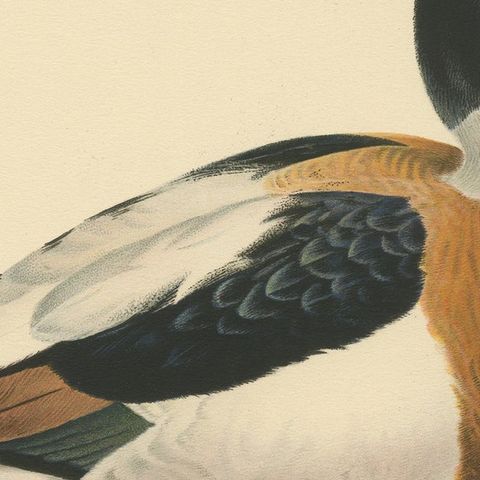 Harbor of Elegance: Bird Print of The Common Shelduck by Magnus von Wright, 1929, close-up 4