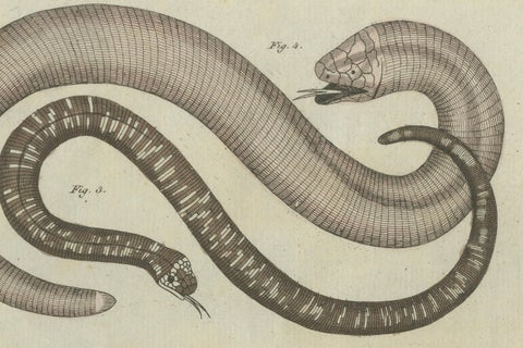 Antique Copperplate Engraving of Serpents and Amphibians, 1805, close-up 2