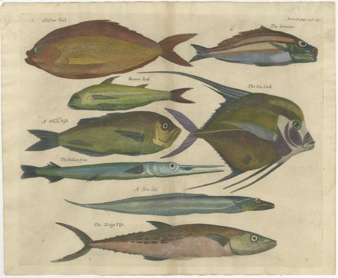 Exotic Fish Prints - Set of Five Hand-Colored Engravings by John Nieuhoff, c1704, view 6