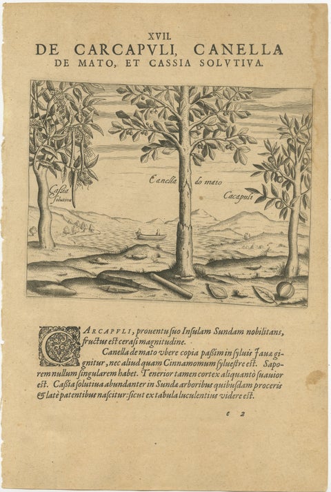 Spices of the Tropics: Cinnamon and Cassia in De Bry's 1601 Illustration, view 2