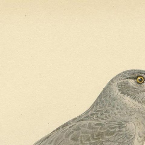 Antique Bird Print of the Hen Harrier by Von Wright '1929', close-up 1