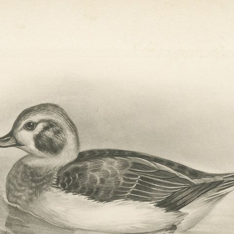 Long-Tailed Duck, Two Figures, circa 1909, close-up 2