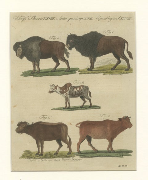 Antique Yak, Indian Cattle, Buffalo & Musk Ox Engraving, Bertuch, 1796, close-up 1