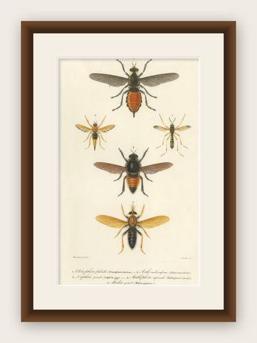 Antique Dipteres Engraving, Giant Flies & Robber Flies, circa 1800, shown framed