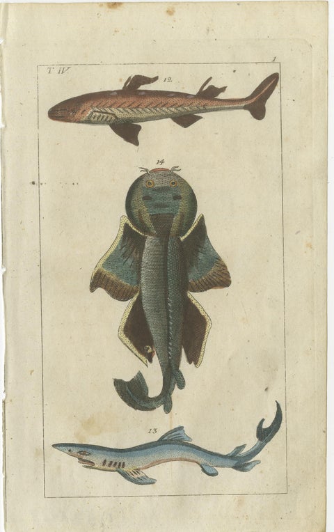 Set of 3 Antique Fish Prints, White Shark, Sawfish, Catshark, view 2